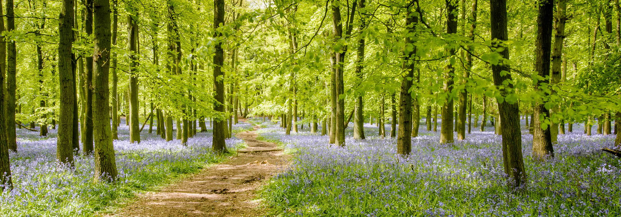 Bluebell Wood Path